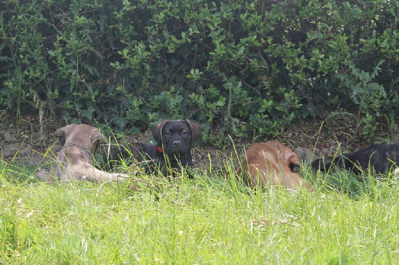 Du Monde Des Deux Buttes - Cane Corso - Portée née le 04/04/2014